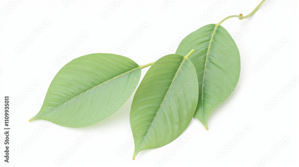 leaves isolated on white background leaves isolated on white background