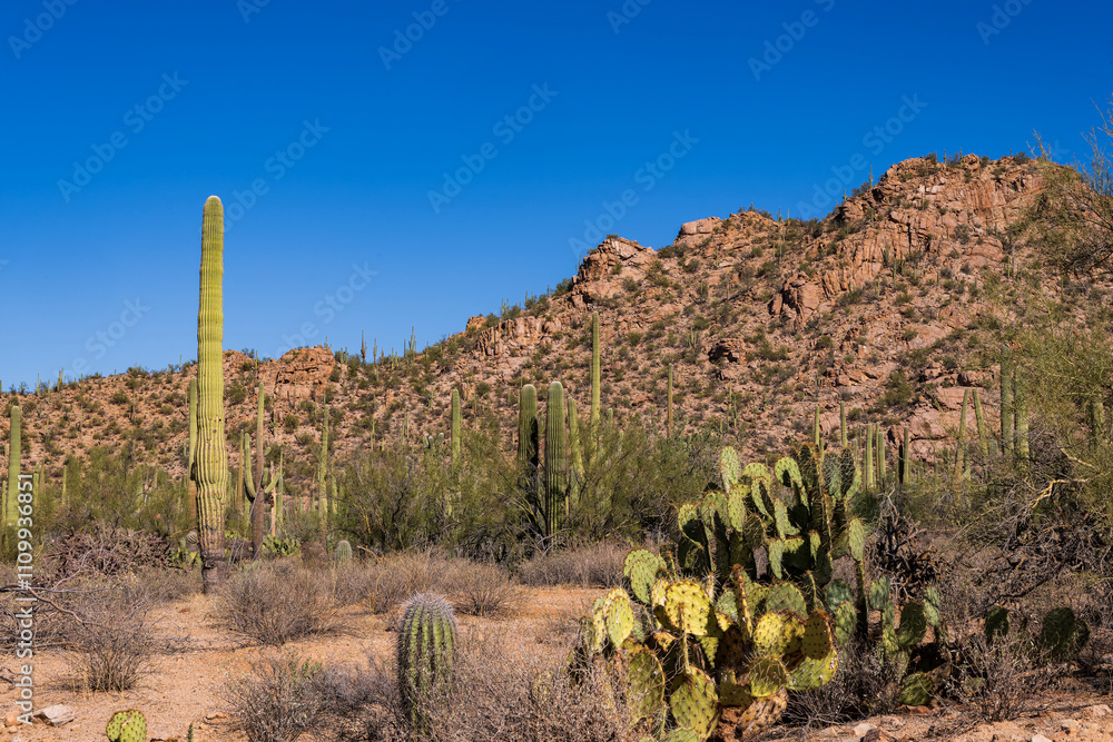 Saguaro Cactus in the Sonoran Desert near Tucson AZ Saguaro Cactus in the Sonoran Desert near Tucson AZ