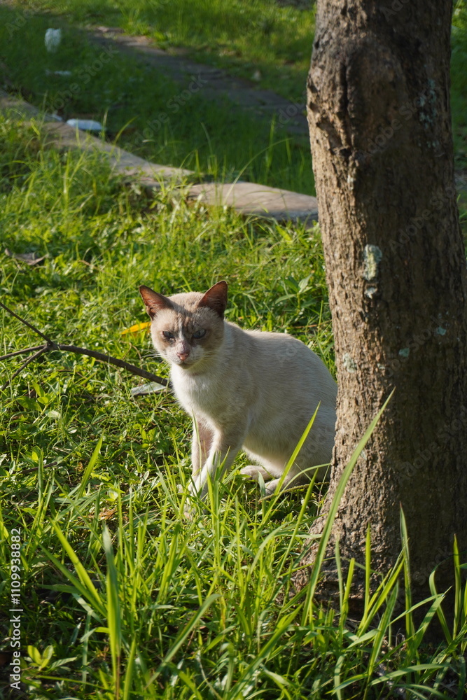 A white cat that stopped near a tree trunk in the morning and exposed to the sun in a park A white cat that stopped near a tree trunk in the morning and exposed to the sun in a park