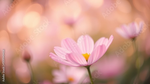 A delicate pink flower blooms in a field of soft, blurred light, capturing the essence of springtime beauty.