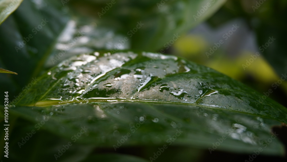 Green leaves that are still wet from being exposed to water when it rains Green leaves that are still wet from being exposed to water when it rains