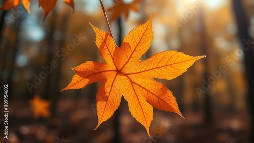 A single autumn leaf, bathed in sunlight, hangs from a branch, its delicate veins and vibrant orange hues visible against a blurred background of woodland. photo