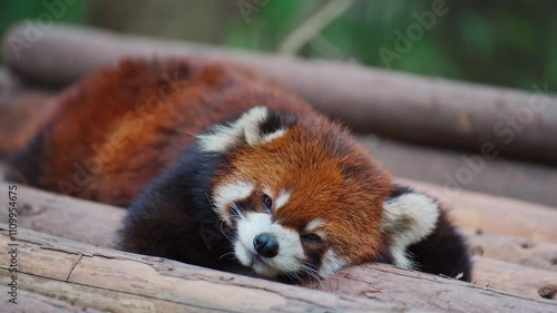 Adorable red panda resting on a tree