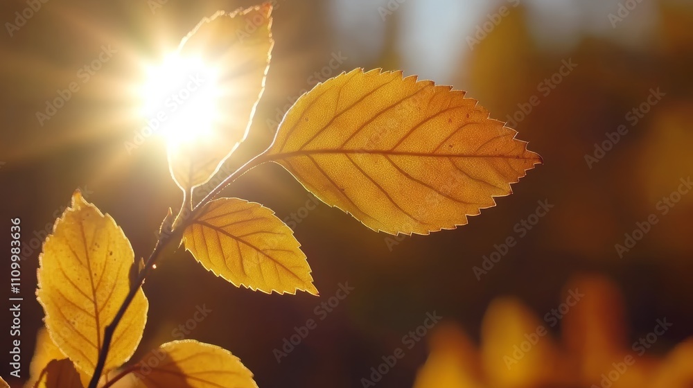 Closeup of autumn leaves backlit by the sun. Closeup of autumn leaves backlit by the sun.