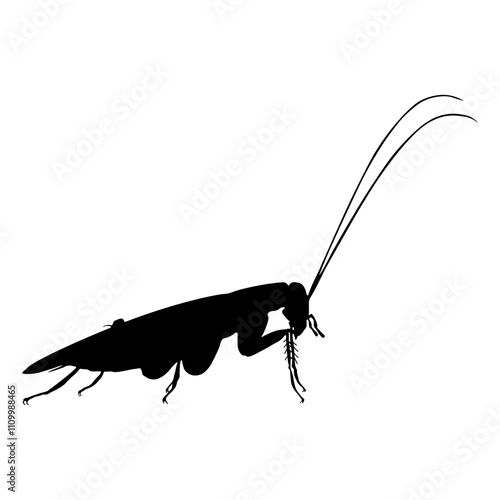 Cockroach