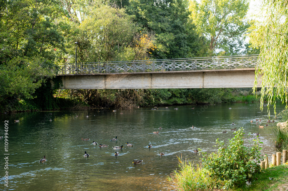 River Carrion in the El Plantio Park in the city of Carrion de los Condes in Palencia, Spain in 2024.