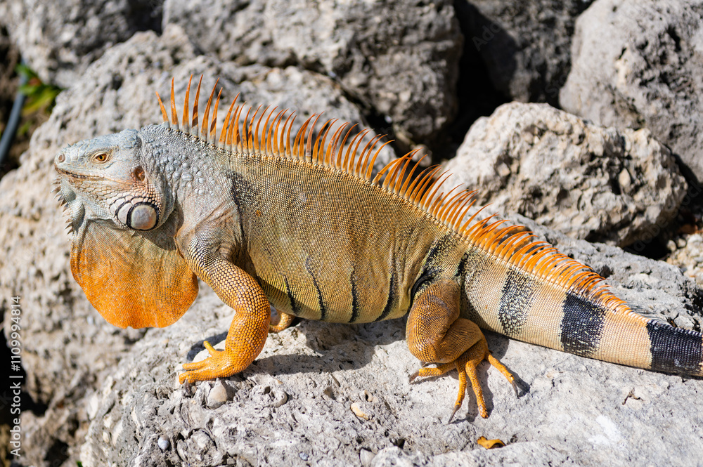 Obraz premium Wild iguana lizard. Iguana lizard on the stone. Exotic iguana reptile. Exotic reptile animal. Wildlife fauna. Wild iguana lizard. Sunbathing lizard