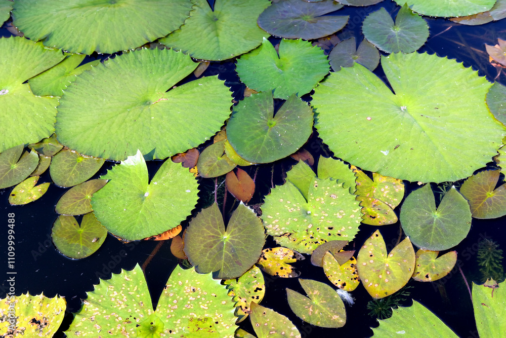 beautiful yellow lotus flower with green leaves in the garden. beautiful yellow lotus flower with green leaves in the garden.