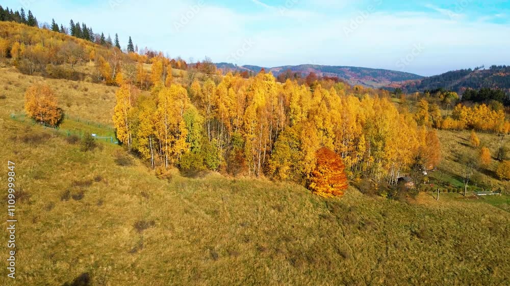 beautiful video drone over trees mountains pines autumn beautiful video drone over trees mountains pines autumn