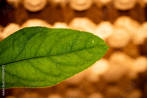 close up of leaf