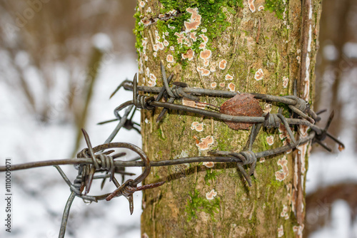 Barbed wire wrapped around a wooden fence post close up