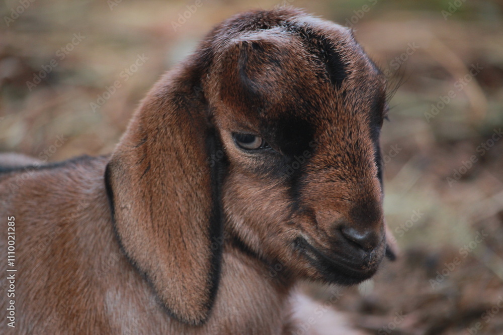 Fototapeta premium Resting Brown Goats on Ground with Calm Expressions in a Natural Setting