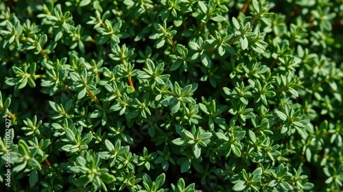 A close-up view of vibrant green foliage, showcasing the intricate details of each leaf and the delicate stems that bind them together.