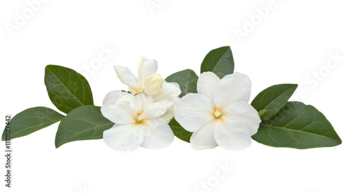A cluster of white flowers with green leaves, showcasing natural beauty and elegance.