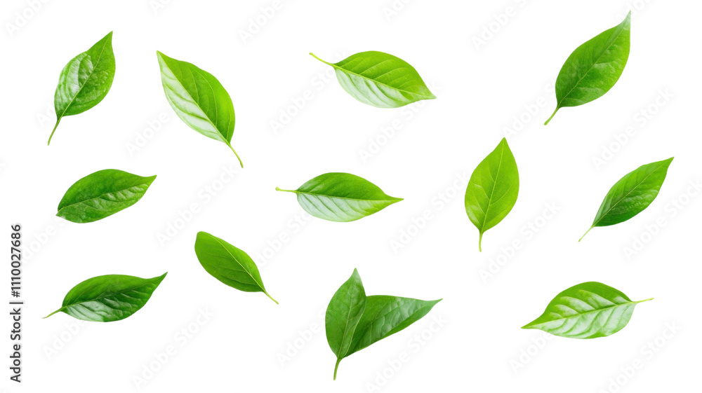 A collection of green leaves scattered across a transparent background, showcasing their natural beauty and variety. A collection of green leaves scattered across a transparent background, showcasing their natural beauty and variety.