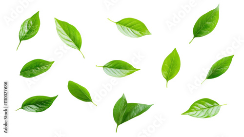 A collection of green leaves scattered across a transparent background, showcasing their natural beauty and variety.