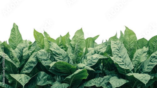 A lush display of green tobacco leaves, showcasing their vibrant texture and natural beauty.