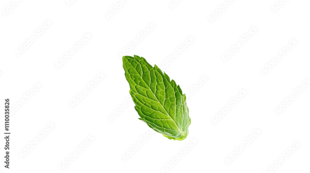 A single green mint leaf isolated on a white background, highlighting its texture and vibrant color for culinary or herbal use. A single green mint leaf isolated on a white background, highlighting its texture and vibrant color for culinary or herbal use.