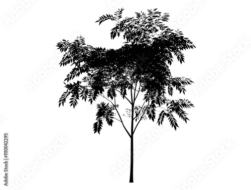 Hemlock tree silhouette vector illustration