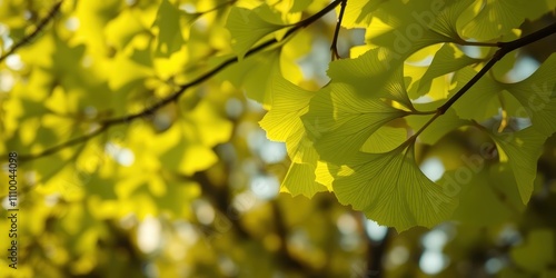 A delicate arrangement of vibrant green leaves, backlit by the sun, showcasing the intricate veins and textures of nature's artistry.