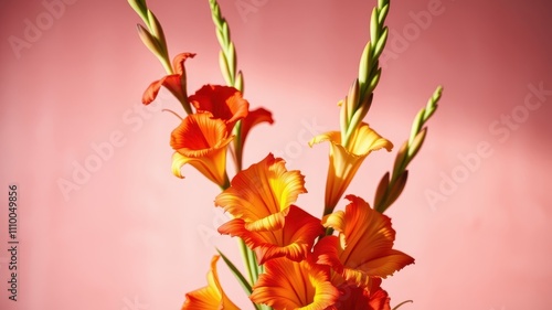 A Bouquet of Orange and Yellow Flowers with Delicate Petals Against a Soft Pink Background