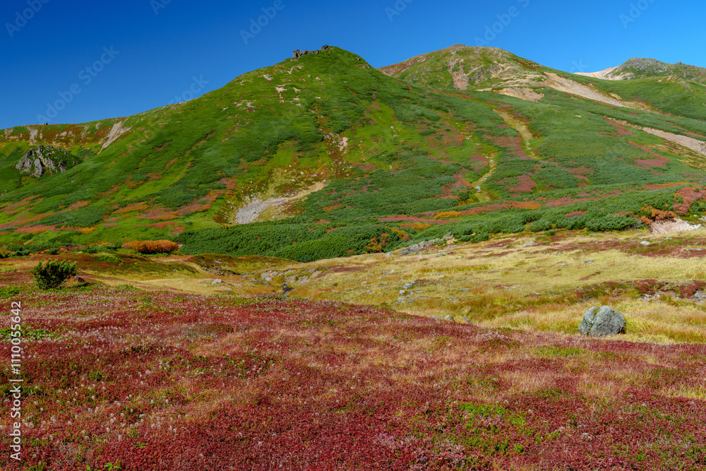 Obraz premium 大雪山旭岳登山 裾合平のチングルマ 紅葉の日本百名山 北海道の絶景