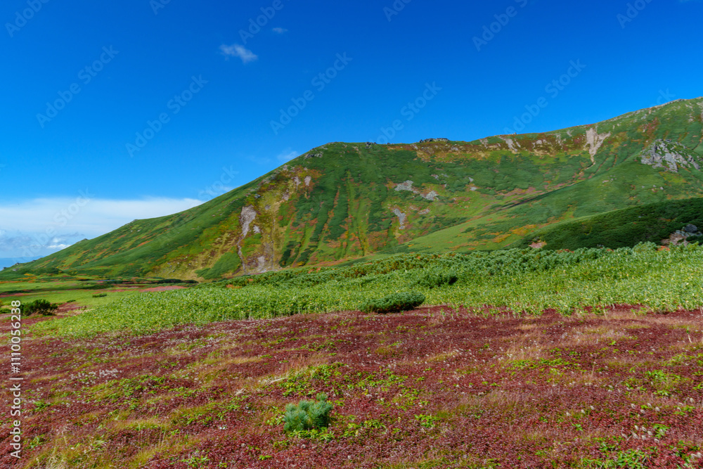 Naklejka premium 大雪山旭岳登山 裾合平のチングルマ 紅葉の日本百名山 北海道の絶景