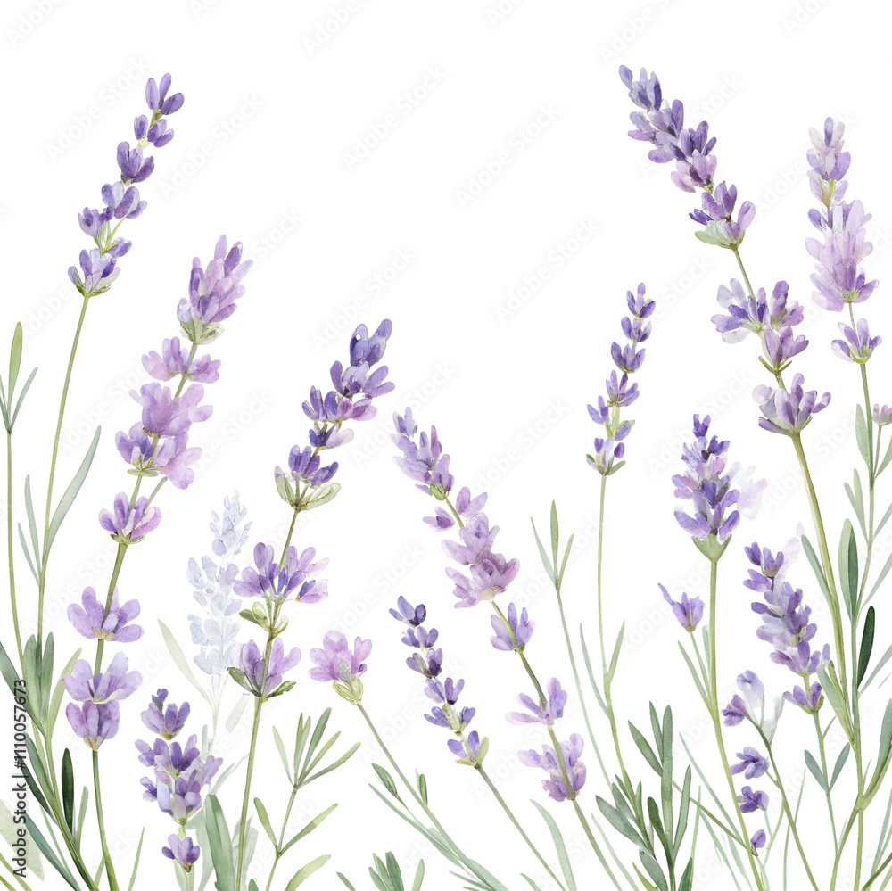 Naklejka premium Watercolor Lavender Flowers Botanical Illustration, Purple Blooms, Floral Design
