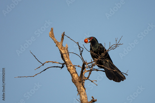 asian koel are feeding fruit on tree photo