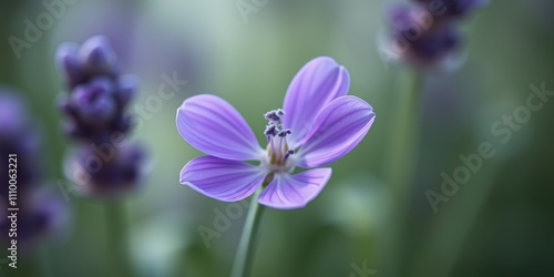 A delicate purple wildflower blooms in the foreground with a blurred background of lavender stalks