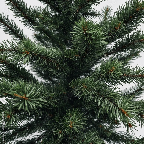 A spruce tree with layered branches and dark green needles, isolated on a white background.