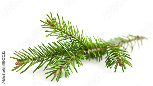 A close-up of a green pine branch with needles and small cones, showcasing its natural beauty.