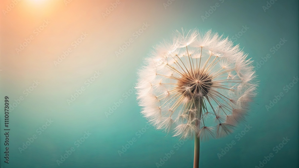 Fototapeta premium A delicate dandelion seed head against a soft teal backdrop, bathed in warm sunlight.