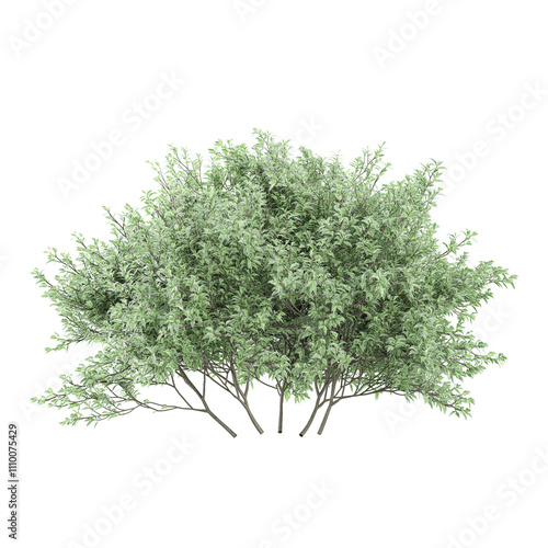 Fotografía 3d rendering of Viburnum Dentatum tree isolated on transparent Canvas