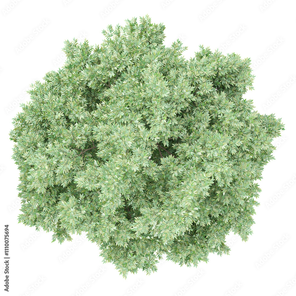Obraz premium Collection of Alder tree isolated on transparent Canvas from the top view