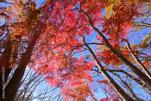 奥久慈、立神山付近の紅葉 photo