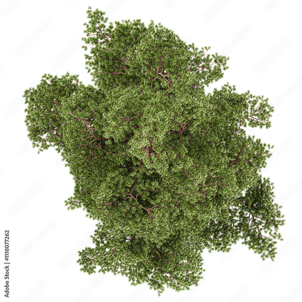 collection of Pinus sylvestris tree isolated on transparent Canvas from the top view collection of Pinus sylvestris tree isolated on transparent Canvas from the top view