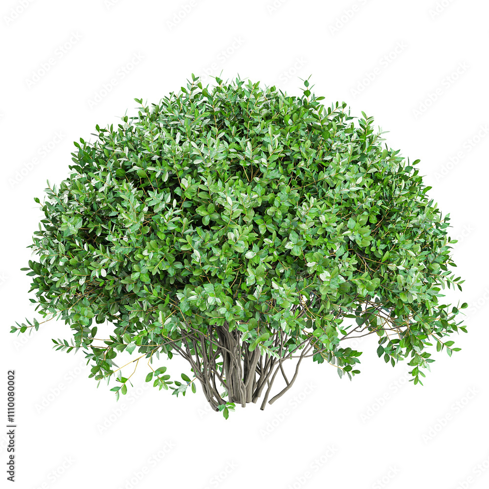 Obraz premium 3d illustration of Garden privet trees on transparent Canvas