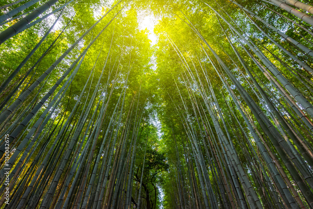 Sagano Bamboo forest in Arashiyama, Kyoto, Japan Sagano Bamboo forest in Arashiyama, Kyoto, Japan
