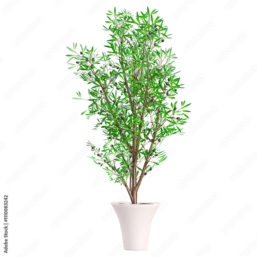 3d rendering of Olive Tree isolated on transparent Canvas 3d rendering of Olive Tree isolated on transparent Canvas
