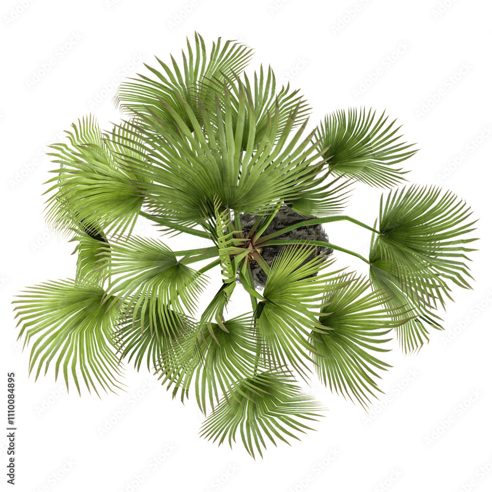 collection of Trachycarpus fortunei tree isolated on transparent Canvas from the top view collection of Trachycarpus fortunei tree isolated on transparent Canvas from the top view