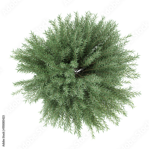 Green beautiful Acer Saccharinum plant isolated on Canvas from top view photo