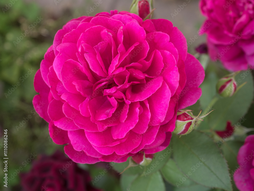 red roses in a summer closeup red roses in a summer closeup