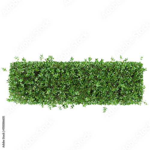 Green Garden privet trees isolated on transparent Canvas from top view