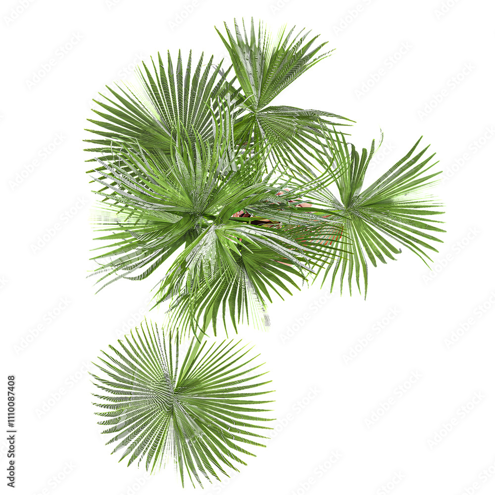 Isolated Sabal palmetto plant on transparent canvas from the top view Isolated Sabal palmetto plant on transparent canvas from the top view