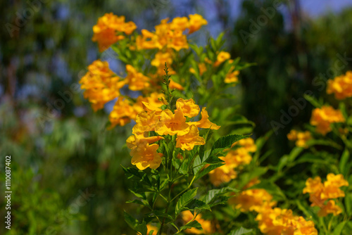 Tongurai tree is a flower of Thailand.