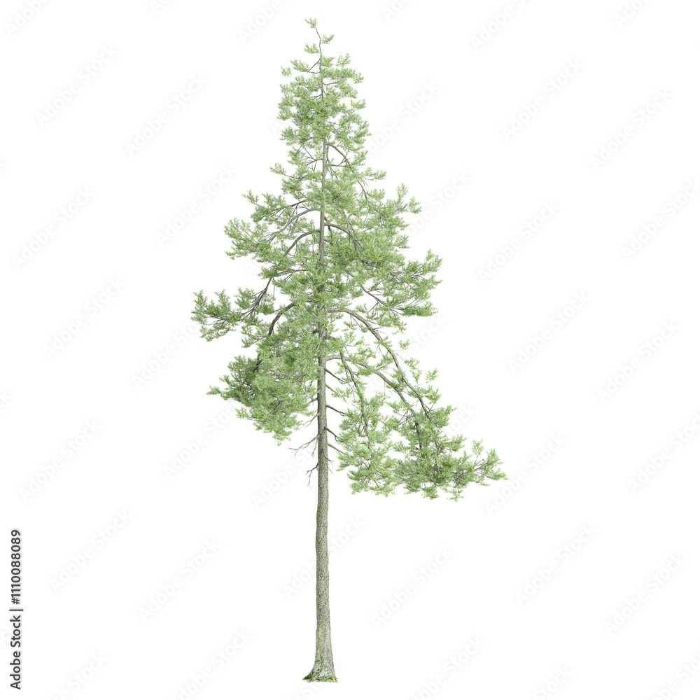 3d illustration of pine plants isolated on transparent canvas 3d illustration of pine plants isolated on transparent canvas