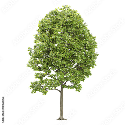 Canvastavla 3d illustration of Tilia platyphyllos plants isolated on transparent canvas
