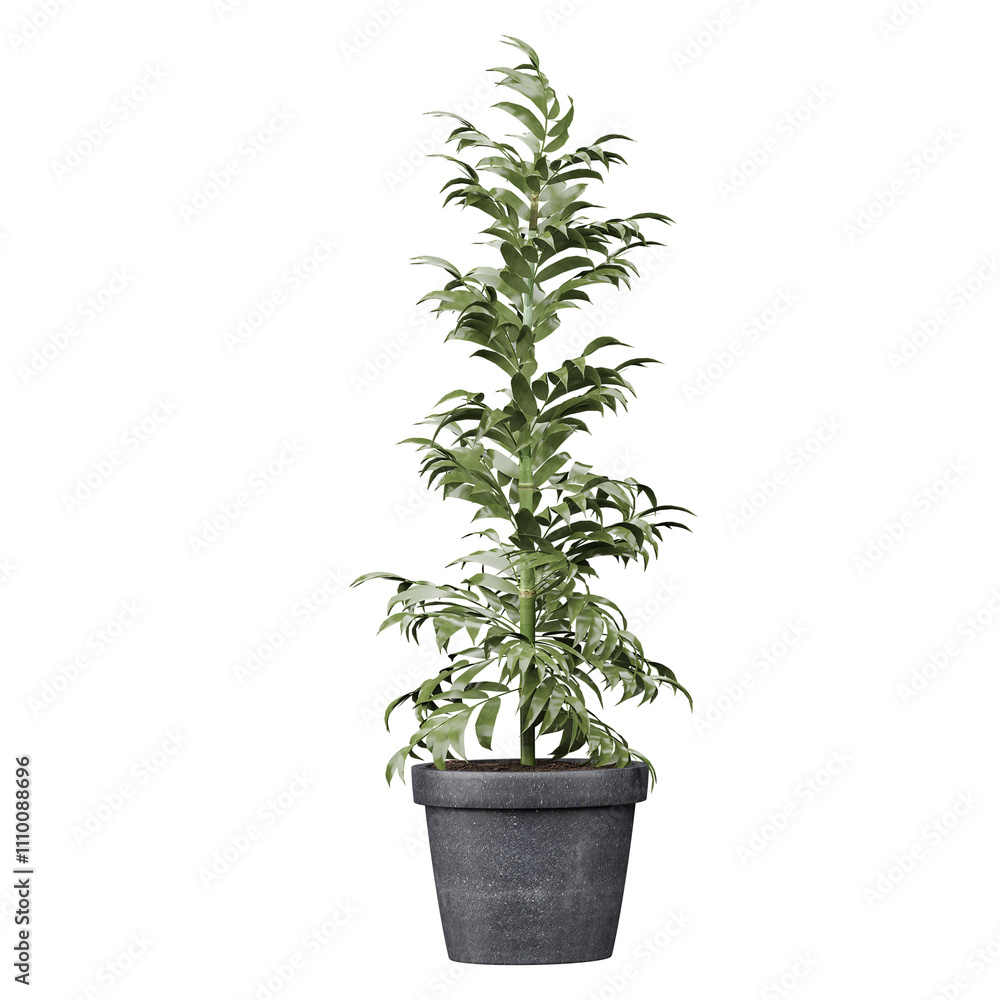 Fototapeta premium collection of decoraction houseplant in pot isolated on transparent Canvas