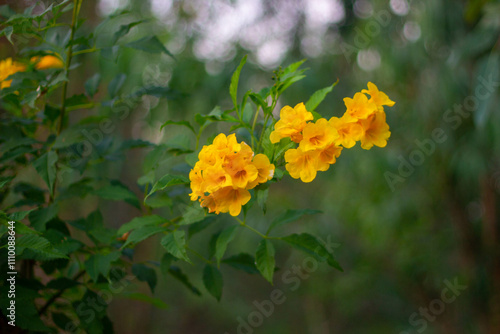 Tongurai tree is a flower of Thailand. photo